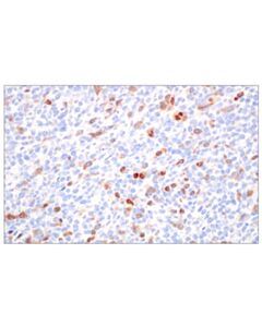 Cell Signaling Cyclin A2 (E9Q5G) Rabbit mAb (BSA and Azide Free)