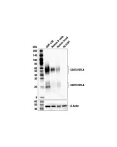 Cell Signaling CD272/BTLA (F2U1F) Rabbit mAb; 20 µl