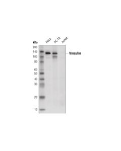 Cell Signaling Vinculin (E1e9v) Xp® Rabbit mAb (Hrp Conjugate)