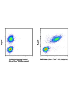 Cell Signaling G4s Linker (E7o2v) Rabbit mAb (Alexa Fluor ® 555 Conjugate)