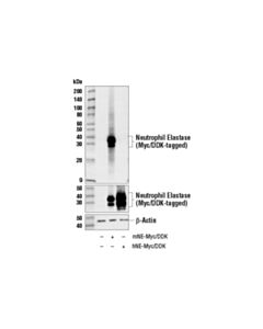 Cell Signaling Neutrophil Elastase (E8u3x) Rabbit mAb (BSA And Azide Free)