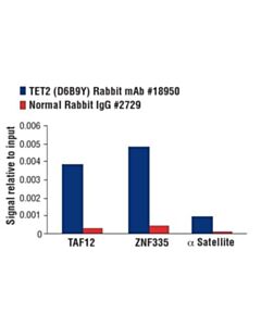 Cell Signaling Tet2 (D6b9y) Rabbit mAb
