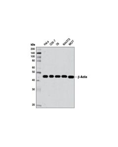 Cell Signaling Beta-Actin (D6a8) Rabbit mAb (BSA And Azide Free)