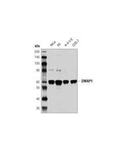 Cell Signaling Dmap1 (D4o2g) Rabbit mAb