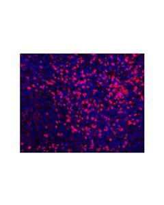 Cell Signaling Cd11b/Itgam (D6x1n) Rabbit mAb (Alexa Fluor® 555 Conjugate)