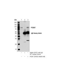 Cell Signaling Pcsk7 (D4i5g) Rabbit mAb