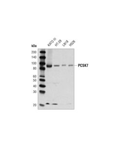 Cell Signaling PCSK7 (D4I5G) Rabbit mAb 20 uL