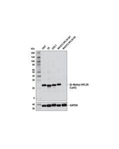 Cell Signaling Di-Methyl-Rpl29 (Lys5) (D8t9p) Rabbit mAb