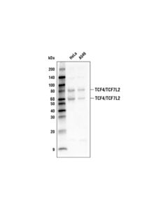 Cell Signaling Tcf4/Tcf7l2 (C48h11) Rabbit mAb (Biotinylated)