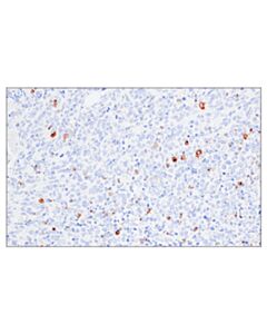 Cell Signaling 4-1bb/Cd137/Tnfrsf9 (E6z7f) Xp Rabbit mAb