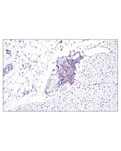 Cell Signaling Cd40 (E2z7j) Rabbit mAb (BSA And Azide Free)