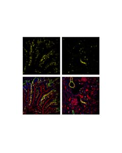 Cell Signaling Cd45 (D3f8q) Rabbit mAb (Alexa Fluor 555 Conjugate)