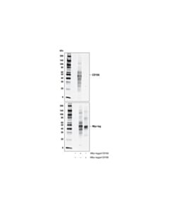 Cell Signaling Cd16a (D8w2o) Rabbit mAb