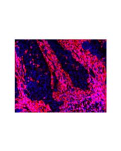 Cell Signaling Cd45 (D9m8i) Xp® Rabbit mAb (Alexa Fluor® 647 Conjugate)