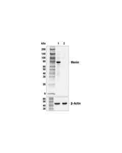 Cell Signaling Menin (E5p1r) Rabbit mAb