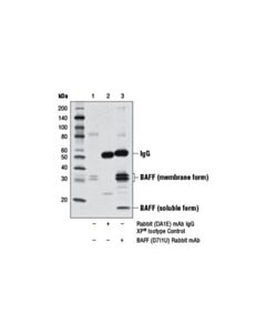 Cell Signaling Baff (D7i1u) Rabbit mAb