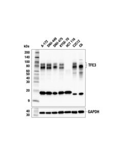 Cell Signaling TFE3 (F3X8T) Rabbit mAb 100 µl