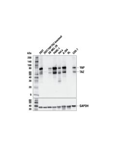 Cell Signaling Yap/Taz (E9m8g) Rabbit mAb (BSA And Azide Free)
