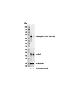 Cell Signaling Phospho-C-Raf (Ser259) (E7z7h) Rabbit mAb