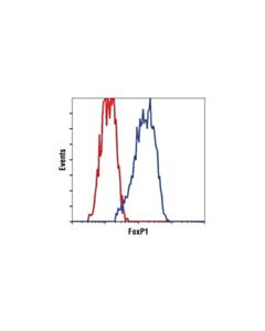 Cell Signaling Foxp1 Antibody