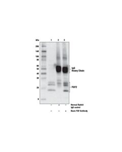 Cell Signaling Basic Fgf Antibody