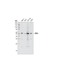 Cell Signaling ZPR1 (LG1) Mouse mAb 20 uL