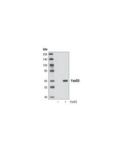 Cell Signaling Foxd3 (D20a9) Rabbit mAb