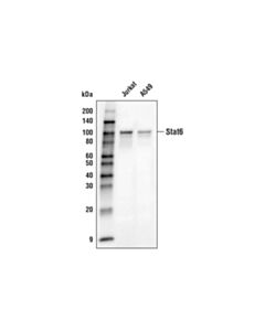 Cell Signaling Stat6 (D3h4) Rabbit mAb (Biotinylated)