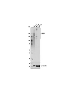 Cell Signaling Muc1 (D9o8k) Xp ® Rabbit mAb (BSA And Azide Free)