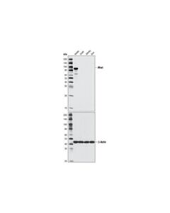 Cell Signaling Miwi (D478) Antibody