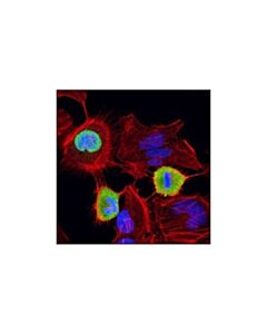 Cell Signaling Phospho-Lamin A/C (Ser22) Antibody