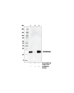 Cell Signaling Gcsam/Hgal Antibody