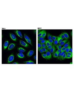 Cell Signaling Grp94 (D6x2q) Xp Rabbit mAb