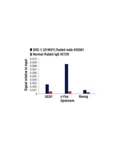 Cell Signaling Src-1 (D1m3y) Rabbit mAb