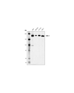 Cell Signaling SRC-1 (D1M3Y) Rabbit mAb 20 uL