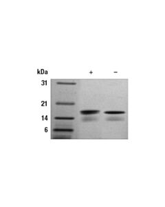 Cell Signaling Mouse Il-16 Recombinant Protein