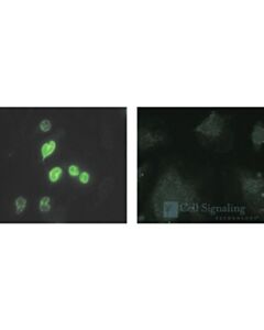 Cell Signaling Cleaved Lamin A (Small Subunit) (30h5) Mouse mAb