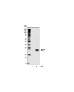 Cell Signaling Gfp (D5.1) Rabbit mAb (Hrp Conjugate)