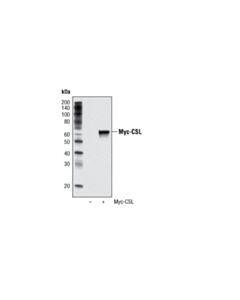 Cell Signaling Myc-Tag (9b11) Mouse mAb (Hrp Conjugate)