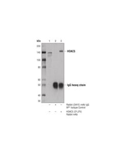 Cell Signaling Hdac5 (D1j7v) Rabbit mAb