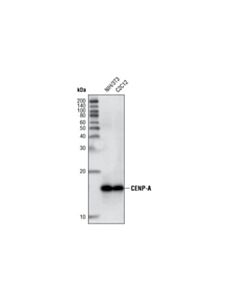 Cell Signaling Cenp-A (C5h3) Rabbit mAb (Mouse Specific)