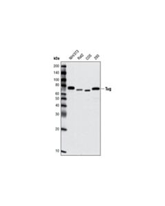 Cell Signaling Tug Antibody