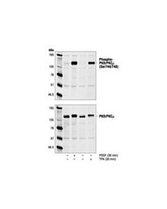 Cell Signaling Phospho-Pkd/Pkcmu (Ser744/748) Antibody