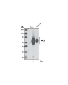Cell Signaling Bace (D10e5) Rabbit mAb (BSA And Azide Free)