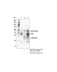 Cell Signaling Tigit (E6l7h) Rabbit mAb
