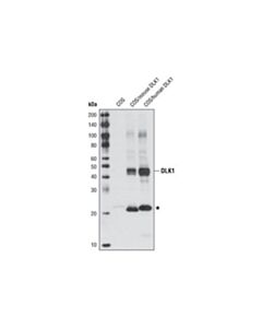 Cell Signaling Dlk1 Antibody
