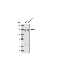 Cell Signaling Enpp1 Antibody (Human Specific)