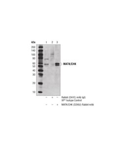 Cell Signaling Matk/Chk (D2i6u) Rabbit mAb