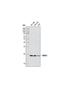 Cell Signaling Tmp21 Antibody