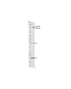 Cell Signaling Phospho-Ikkalpha (Ser176)/Ikkbeta (Ser177) (C84e11) Rabbit mAb